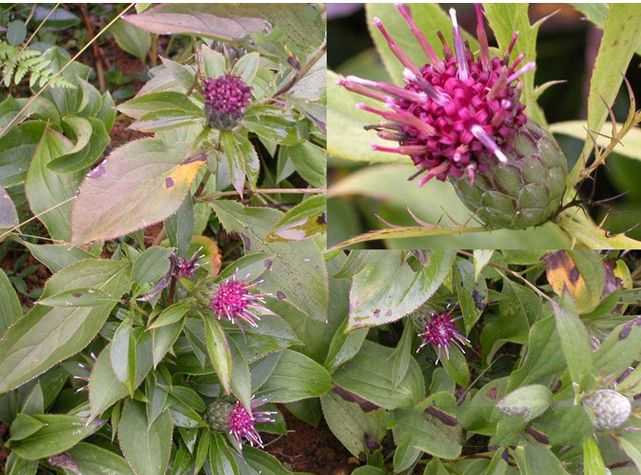 種植白術用什么水溶肥好？