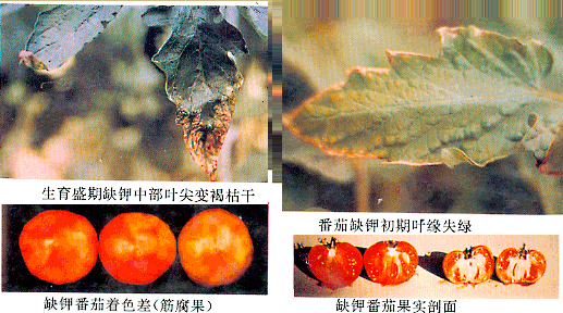 葉面肥廠家與您講解鉀肥對植物生長有何影響？